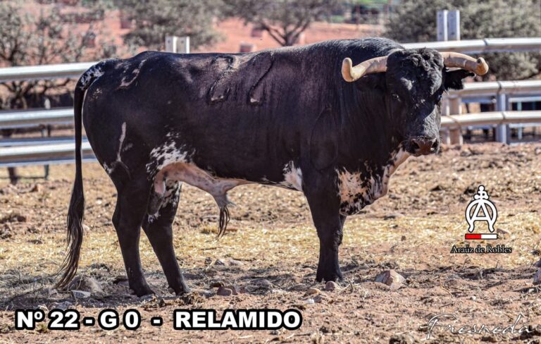 Séquestration sévère d'Araúz de Robles pour la corrida du 17 août à Baeza
