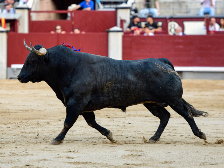 Valdellán et Las Ventas, un palmarès qui augmente les attentes du défi de ce dimanche