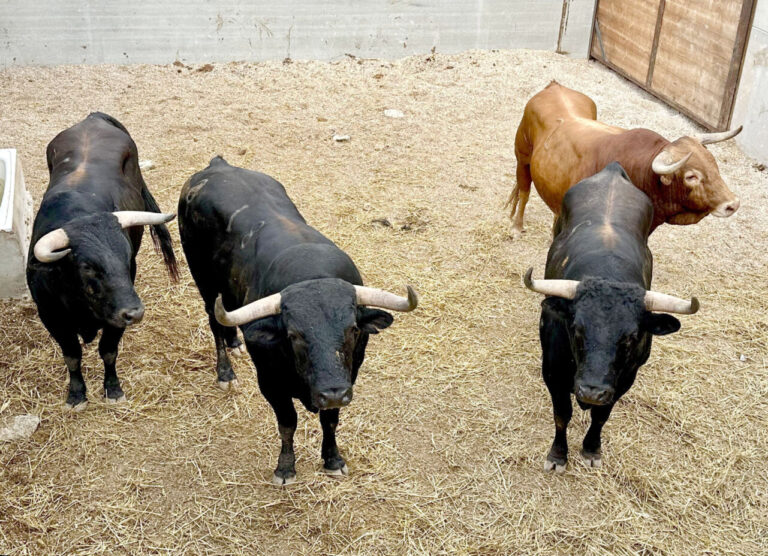 « Bon après-midi », de Clairac, ouvre la troisième de la Foire du Riz de Calasparra