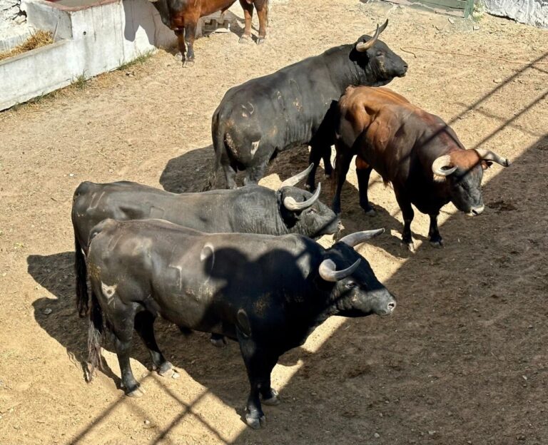 Les taureaux de Castillejo de Huebra ont été tirés au sort pour la corrida de Baza