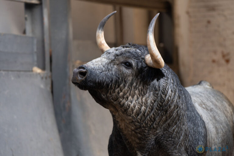 Les taureaux du concours d'élevage de corridas de ce dimanche sont déjà à Las Ventas