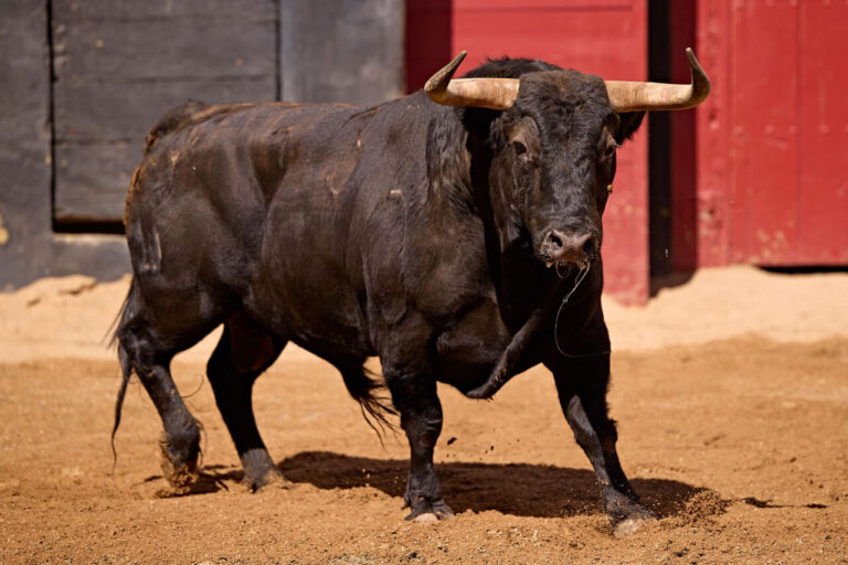 Pablo Hermoso de Mendoza dit au revoir à Séville avec « Africano », d'El Capea