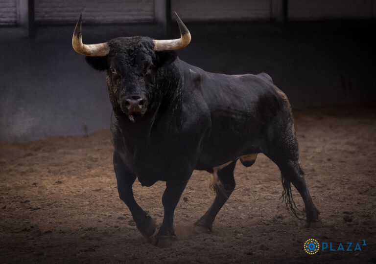 Sérieux et beauté dans le débarquement des taureaux Dolores Aguirre et Sobral pour le défi de ce dimanche à Las Ventas