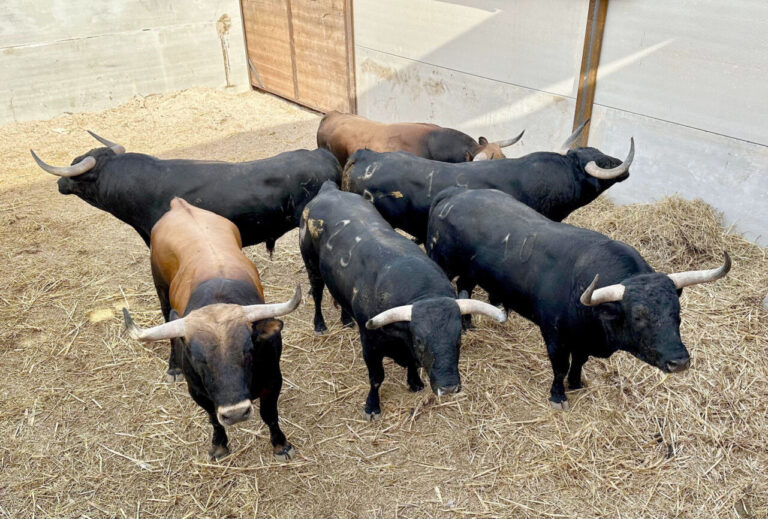 Six de Pedrés pour la cinquième de la Foire taurine du riz de Calasparra