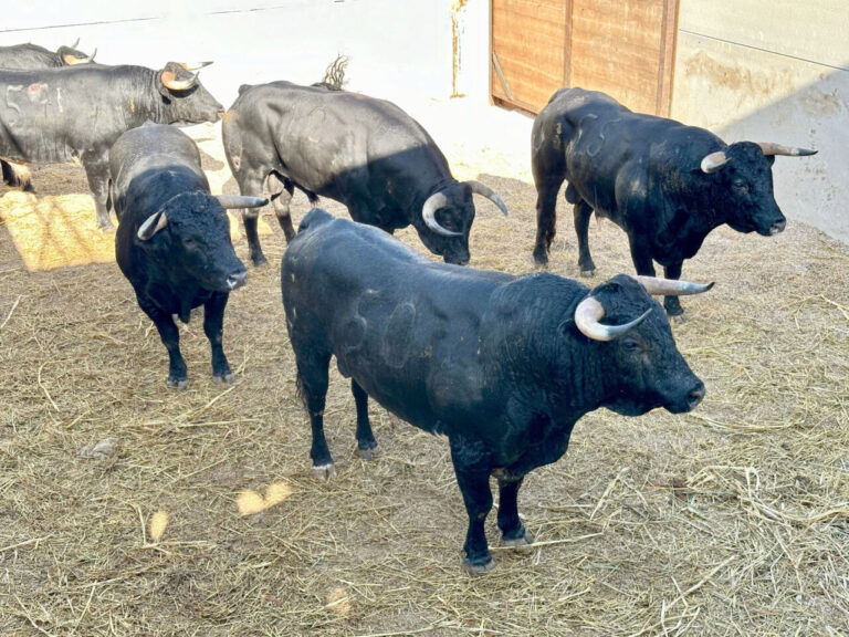Tirage au sort des taureaux Valdellán pour la quatrième Foire du Riz de Calasparra