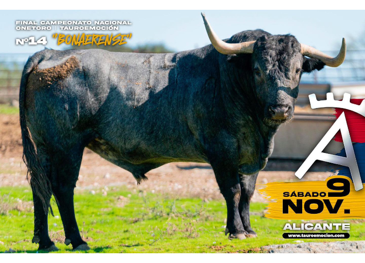 Les imposants taureaux de Victorino Martín pour la finale du championnat de parage 'Onetoro'
