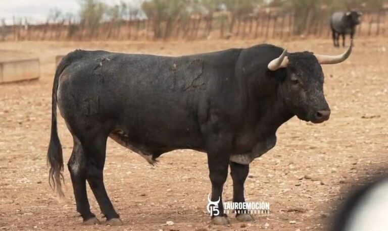 Victorino Martín: Le dernier grand événement de sa saison, à Jaén