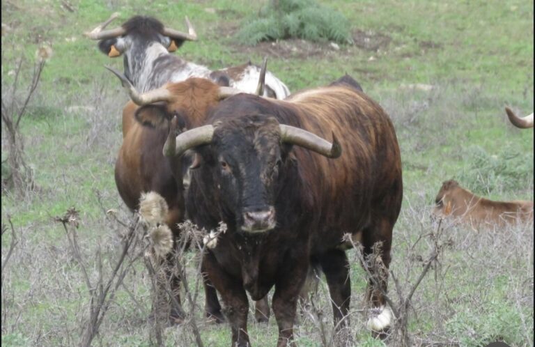 'Delicado', le taureau de Santiago Domecq gracié à Dax, désormais père au ranch