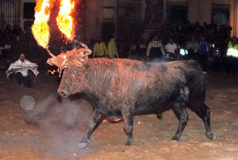 Le Tribunal Contentieux-Administratif de Soria suspend le Toro Jubilo de Medinaceli