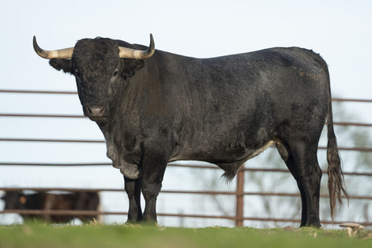 C'est 'Murallón', le 'Victorino' qui peut aller gratuitement dans votre ville