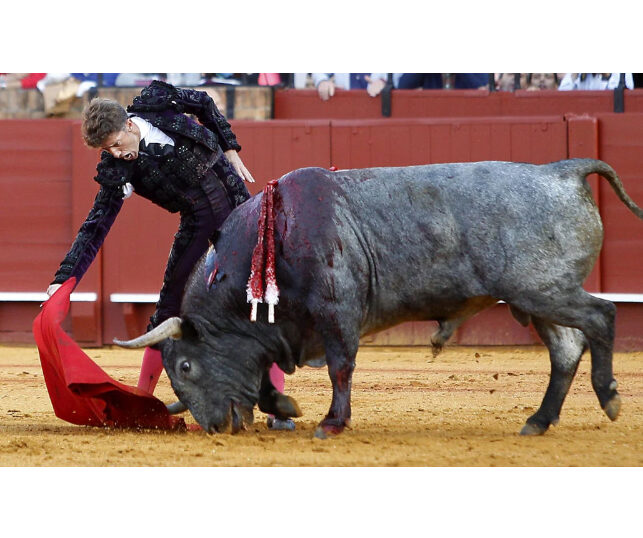 Manuel Escribano demande de tuer seul la corrida de Victorino Martín à Alicante