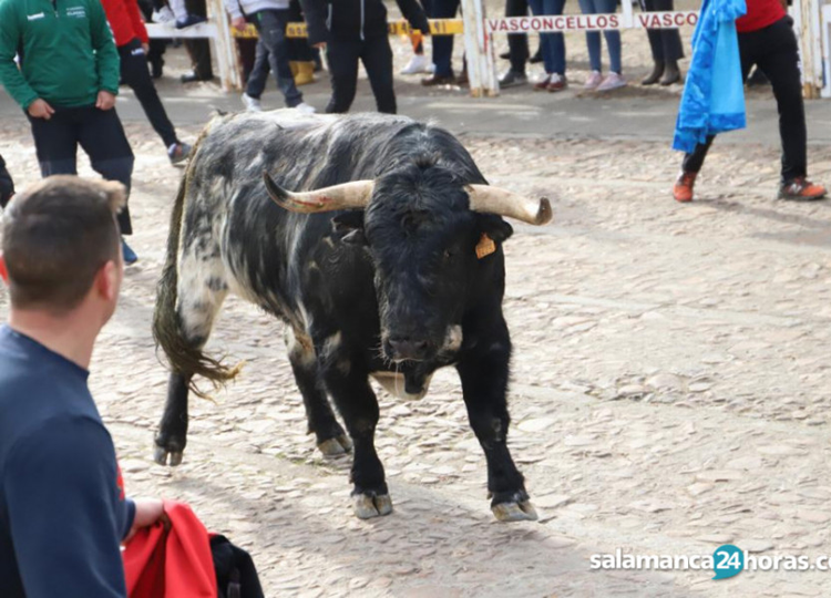 Montalvo, Brazuelas, Aldeanueva… les fermes d'élevage choisies pour les festivités populaires du Carnaval Taureau de Ciudad Rodrigo