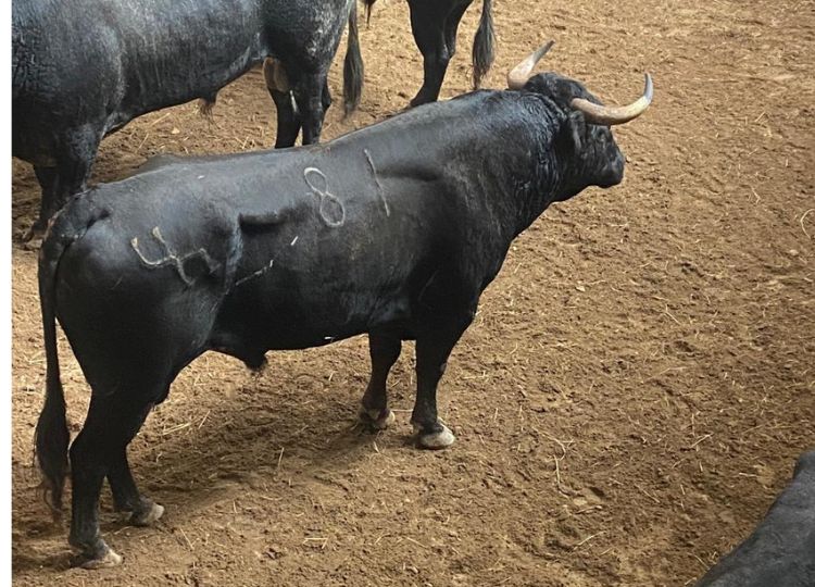 Grande attente au début de la foire de San Cristóbal