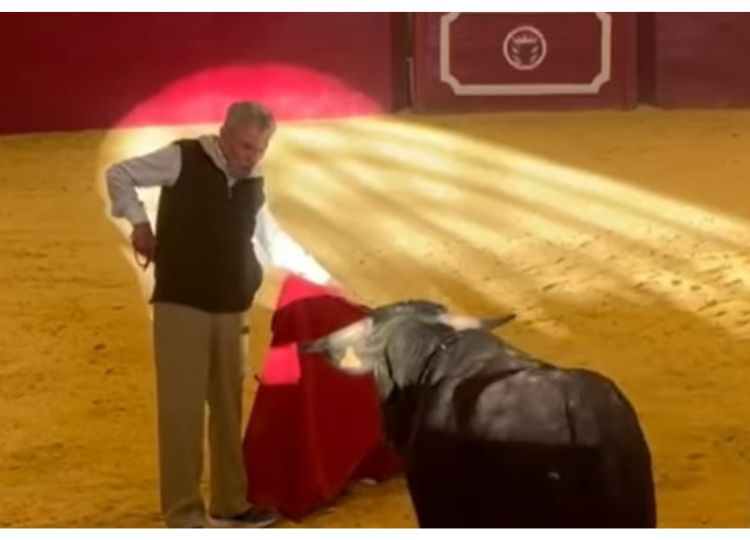 Spartacus Sr., à 84 ans, donne le moment de ce Noël en combattant une vache de Torrealta