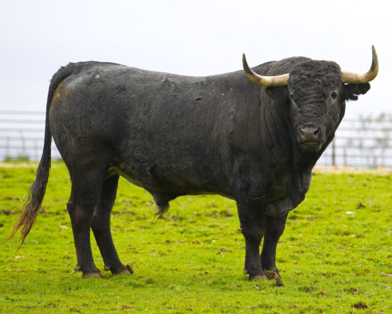 'Murallón' et 'danseur', avec des dates pour leur lâche à Ciudad Rodrigo et Atanzón