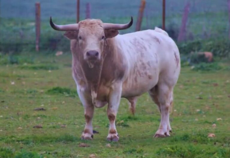 3puyazos: The Bulls of Prieto de la Cal pour le défi de l'élevage du Fan Fair 2025