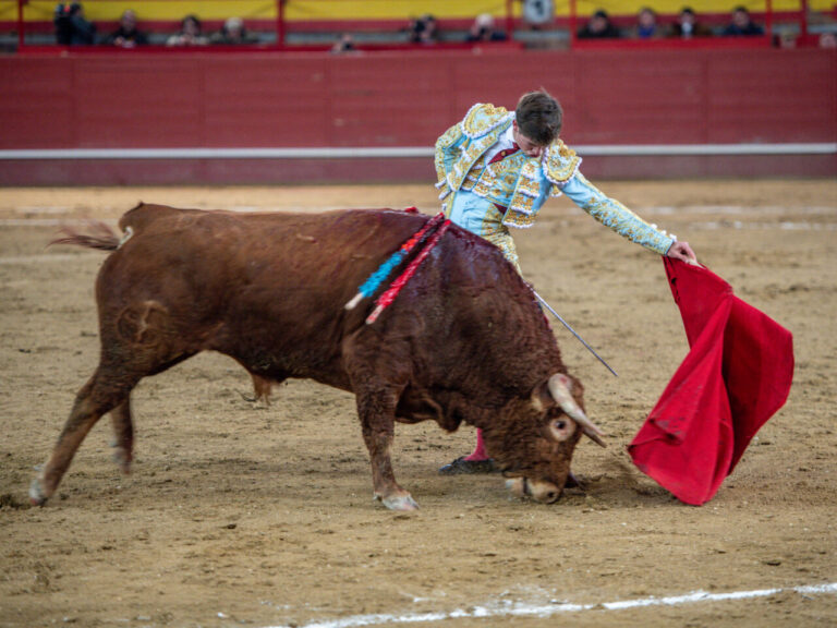 Javier Zulueta et toucher la corrida avec les jaunes