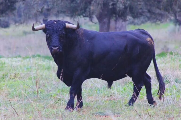 Trapío et sérieux des taureaux de Cuadri pour la Fan Fair 2025