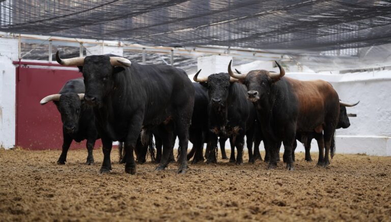 L'Union royale des éleveurs de taureaux de Lidia, vers le Diputación de Valencia: «  Nous avons exhorté à prendre des mesures appropriées afin de rediriger la situation, et qu'un critère de bétail est défini par le fait que le taureau qui doit sauter vers Valence est déterminé ''