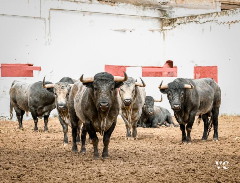 Le courageux «Santacolomeña» de La Quinta arrive à Castellón (photos)