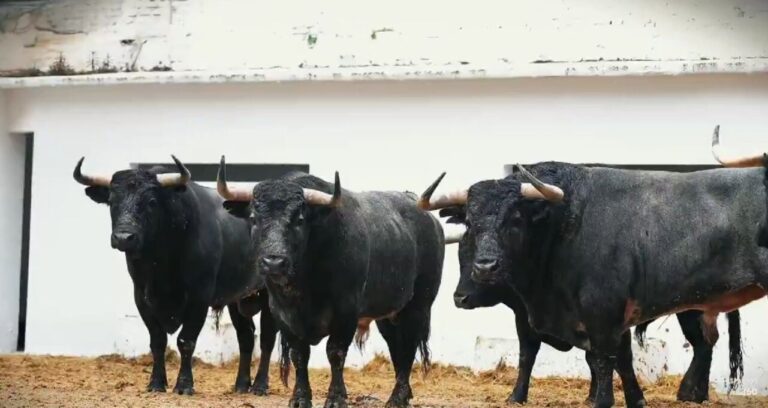 Les cinquième taureaux pour la fermeture des échecs, sur vidéo