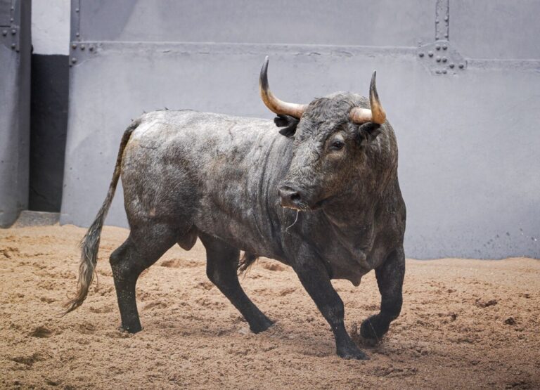 Les taureaux d'Adolfo Martín sont déjà en vente