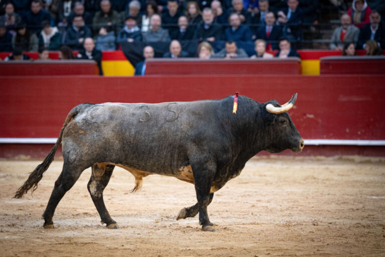 Roca Rey, La Quinta y Ventura, gagnants de la foire de Fallas par le Diputación de Valence