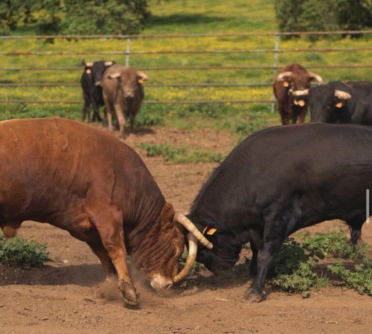 Talavante et un week-end d'engagement aussi en tant qu'agriculteur