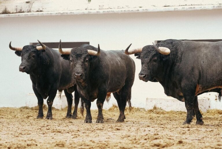 Tiré au sort des Bulls des cinquième débuts pour la clôture de la Fallas Fair 2025