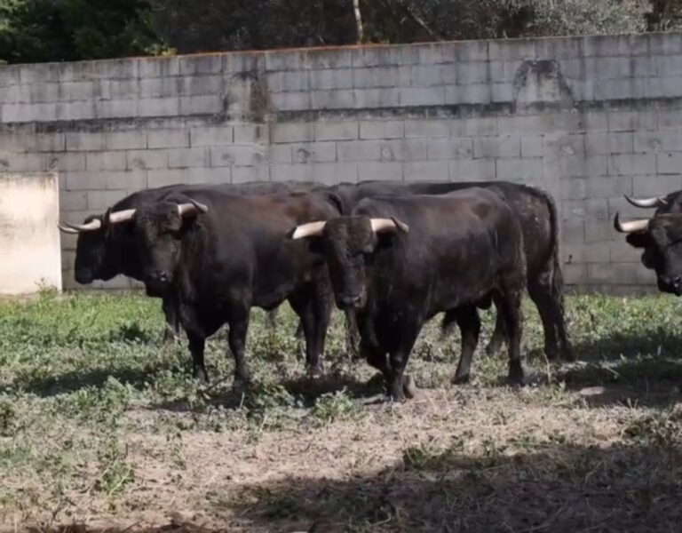 Arles court, listes dans les stylos (vidéo)