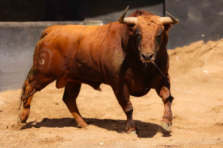 «  Hystérique '', de Fuente Ymbro, ouvre la course ce dimanche à Séville