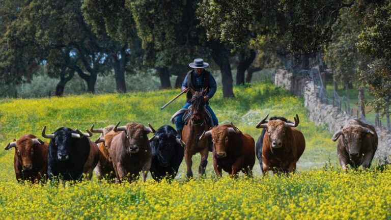 L'Union royale de Lidia Bull Breeders a 120 ans