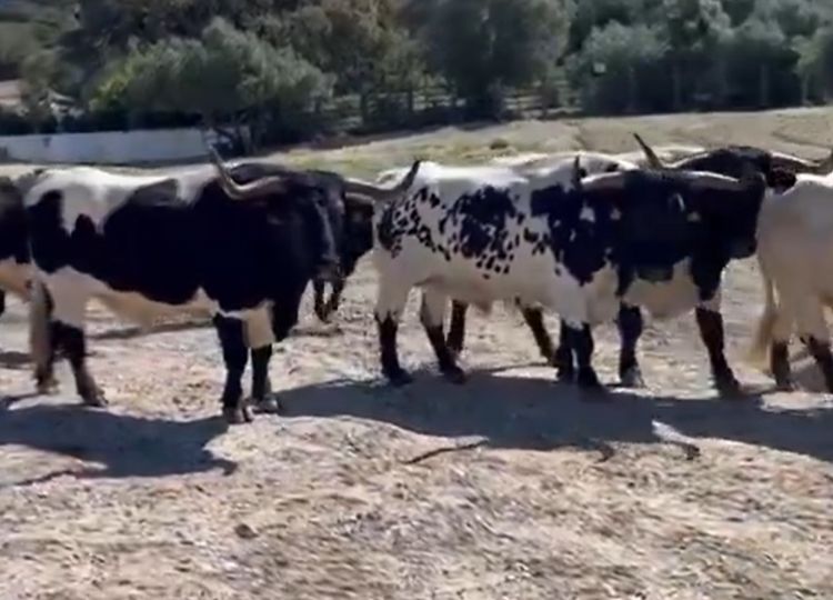La tradition émotionnelle qui reste dans le bétail de Torrealta chaque jeudi saint