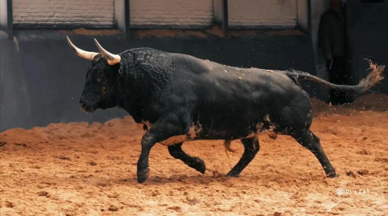 Les Bulls Palha pour la résurrection dimanche sont déjà en vente