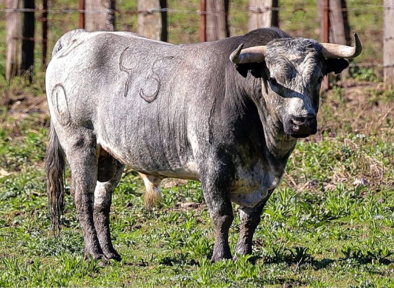 Les Bulls d'Ana Romero et Luis Algarra pour Alalpardo ce samedi