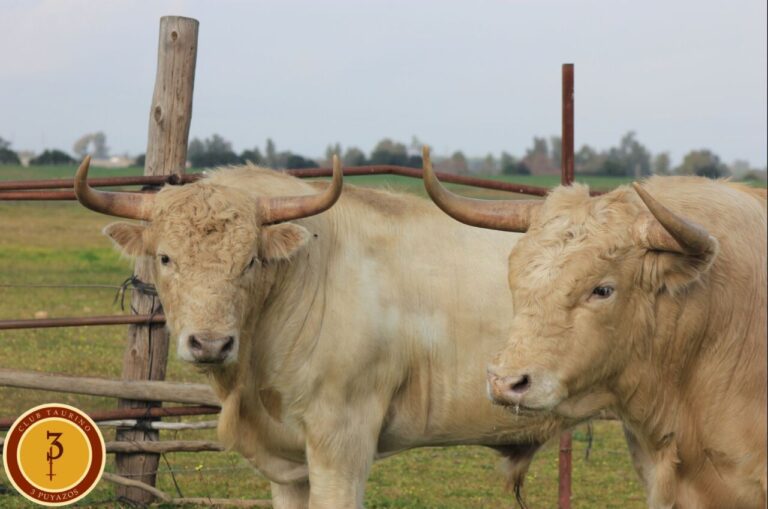 Les Bulls de Prieto de la Cal y Cuadri pour la course de San Agustín de Guadalix