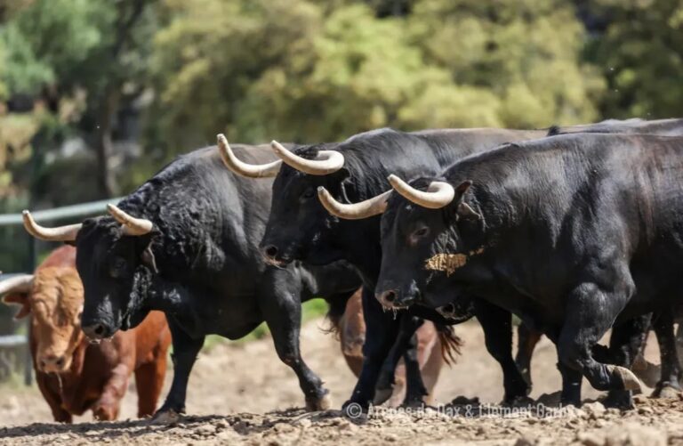 Les Bulls de Santiago Domecq pour la main des gagnants entre Luque et Clemente à Dax (photos)