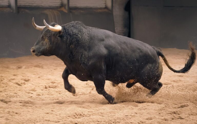 Les taureaux de Valdellán pour le dimanche des Rameaux sont déjà en vente (vidéo)