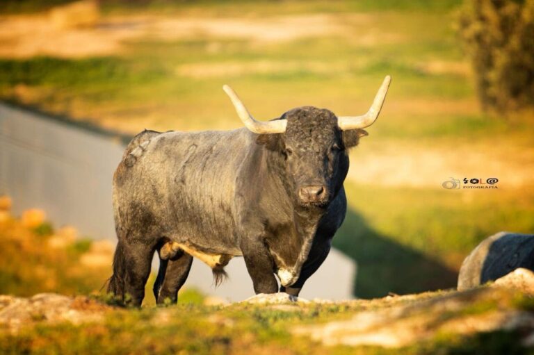 Mundotoro parie sur la célébration populaire et sera large