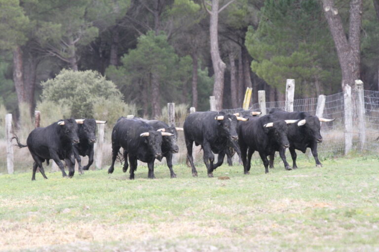 Portillo Raso Livestock, a décerné le prix Castilla Y León de Tauromaquia 2024