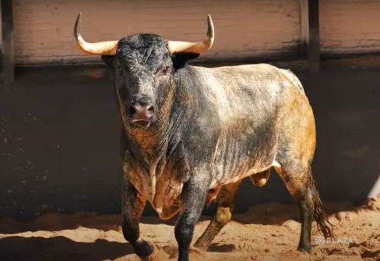 Saltillo Bulls pour ce dimanche est déjà en vente