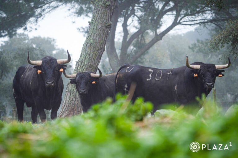 Sérition du Palchance de Palha pour la résurrection dimanche dans les ventes de Las
