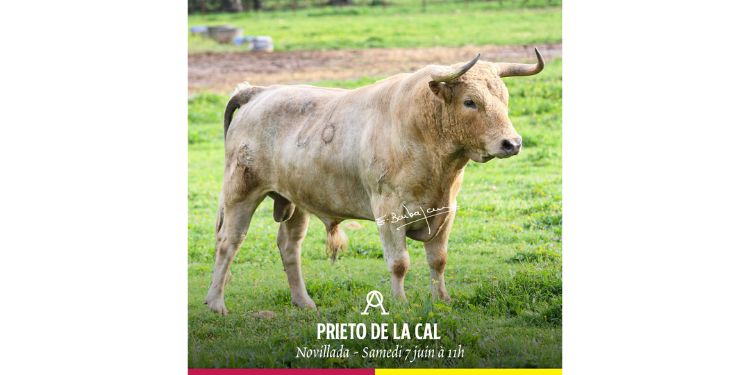 Vic-Fezensac: Une combustion sérieuse de Prieto de la Cal pour ouvrir la foire (photos)