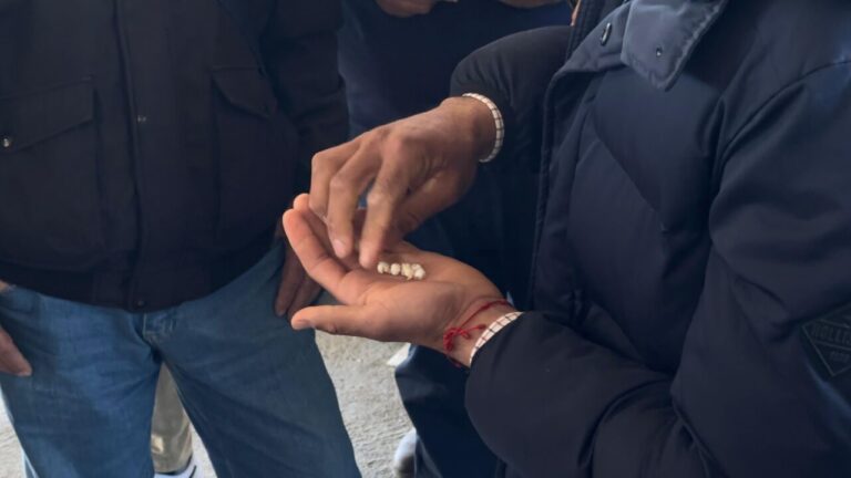 Prêt les bouvillons de Palmosilla pour la première célébration de la Feria de Jerez de la Frontera