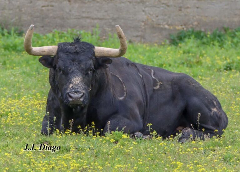 Algarra et Baltasar Ibán, duel de bétail à La Goyesca à Madrid