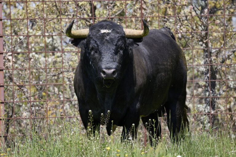 «  Chafado '', le Bull Valdellán pour le concours Corrida Livestock d'ávila