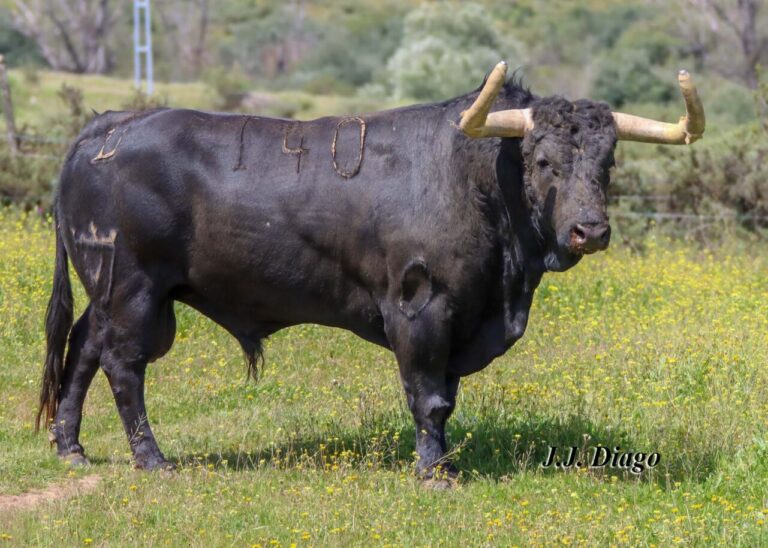 Juan Pedro Domecq, quelques heures avant son engagement à San Isidro: «Ce sera une course de Cinqueña entière. Il a tout le développement musculaire et la gravité requis par le Toro de Madrid '