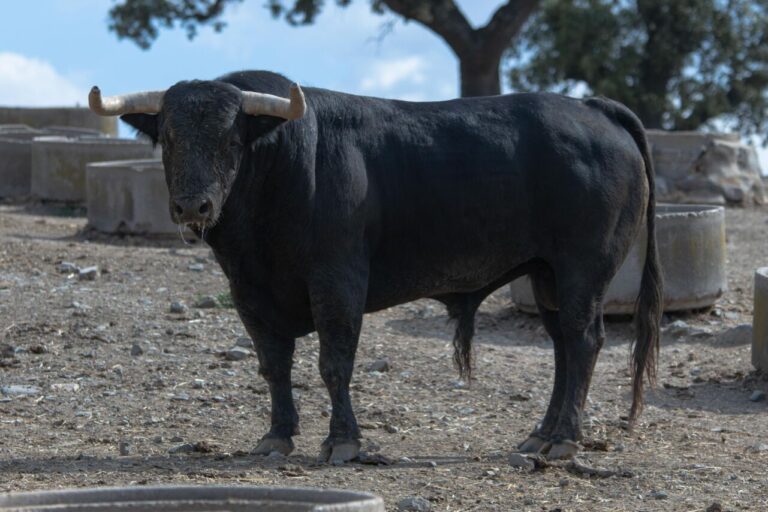 Le taureau du bétail d'El Torero pour ce samedi à Ávila, sur vidéo