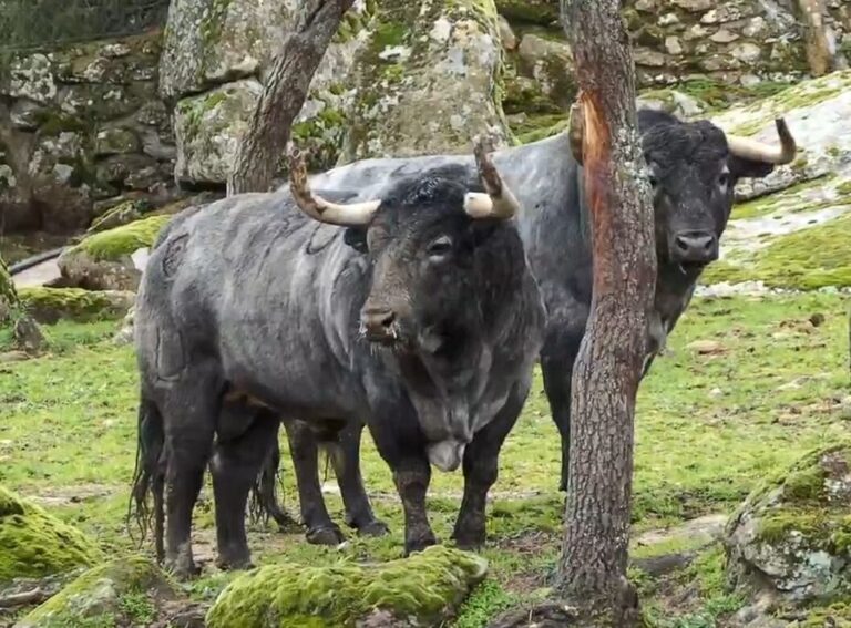 Les Bulls d'Araúz de Robles et Flor de Jara pour l'enceinte historique de Morenito de Aranda en Vic (vidéo)