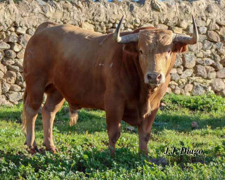 Les Bulls de Dolores Aguirre pour son retour à San Isidro